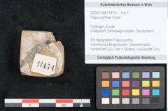 Foto (Objekt + Etikett) von Fagus pyrrhae Unger (NHMW-GEO-2024-0188-11474)